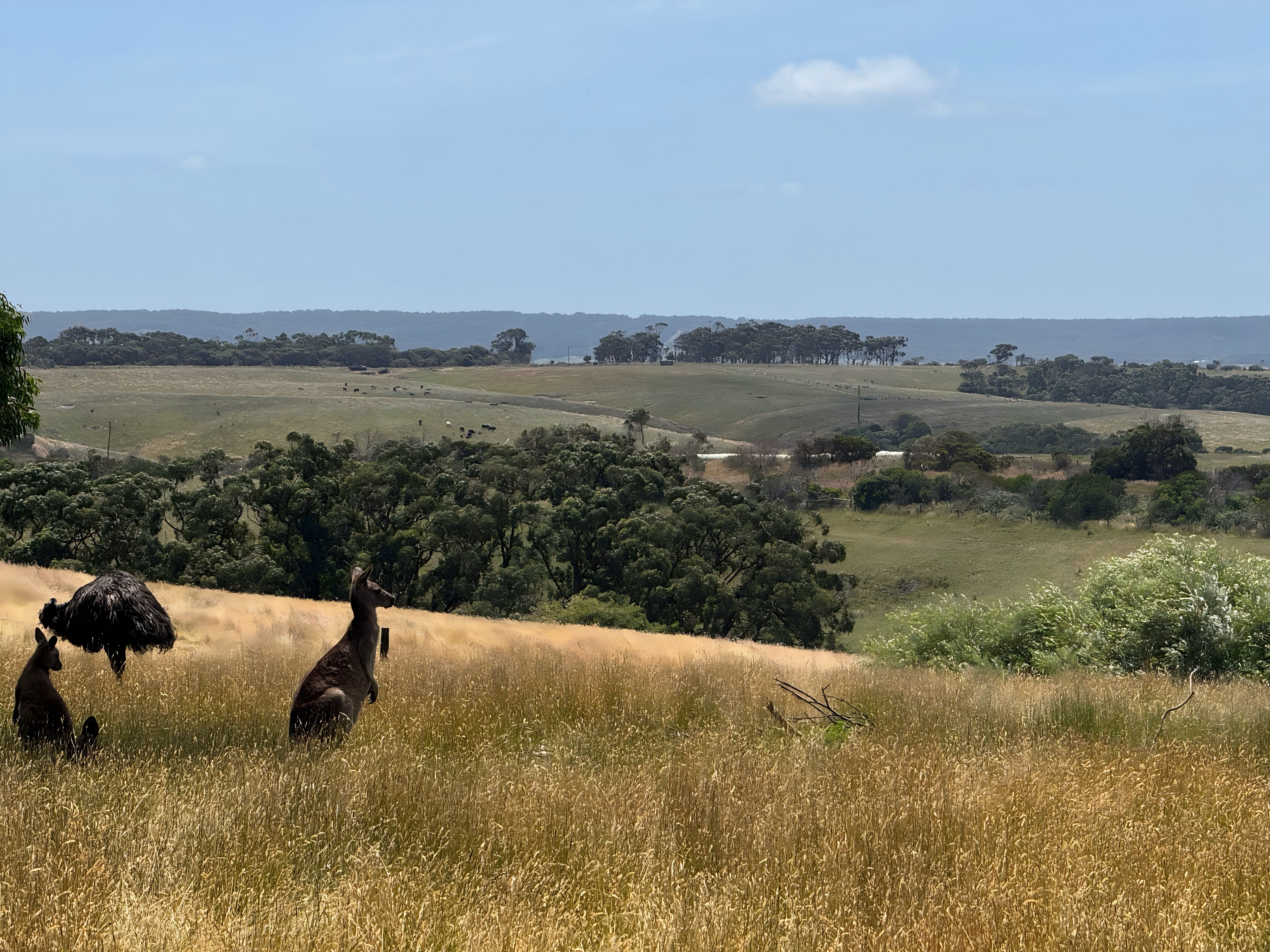kangaroo
